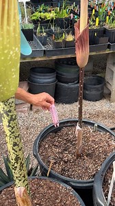 3.9K views · 204 reactions | Meet Amorphophallus variabilis x titanum 'John Tan', the first sucessful hybrid of the Giant Corpse Flower conceived in Germany in 2002. This hybrid is rare, but available online from specialized growers. #aroids #corpseflower | Plant Delights Nursery, Inc. | Facebook