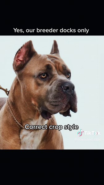 Understanding Cane Corso Ear Cropping: A Different Approach