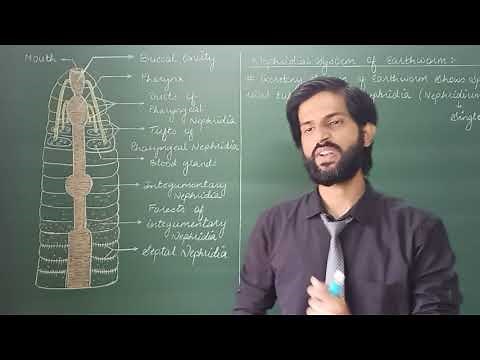 Excretory System | Nephridial System of Earthworm | Septal Integumentary Pharyngeal Nephridia | NEET