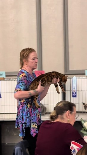 Bengal Cat: The Exotic Feline Beauty | Angel Wears Prada