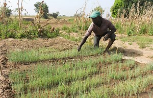 Agroécologie - AVSF - Agronomes & vétérinaires sans frontières