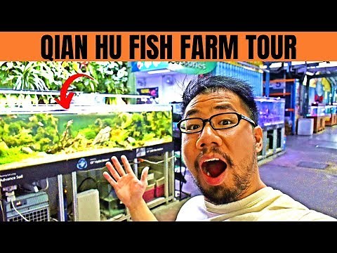 QIAN HU FISH FARM TOUR | Arowana Breeding Ponds, Fish Gallery & More!