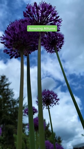 Ornamental alliums are distant cousins of edible alliums like onions and garlic but are grown for their looks, not taste. Like garlic, allium bulbs are planted in the fall.#alliums #perennials #gardenplants