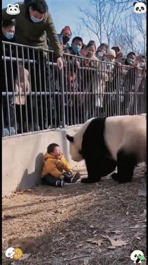 The baby panda is at a loss #panda #trending #cute #cutepanda #fyp