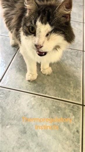 ThermoregulatoryInstincts #viral #foryou #cute #animals #pet #funny #fypage #cat #catlovers #shorts
