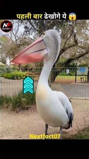 😳 Pelican Tried To Eat A Giraffe! #shorts#facts #trendingshorts #viralshorts #factsinhindi #birds
