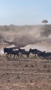 9.8K reactions · 67 shares | Experience the Wildebeest Migration...