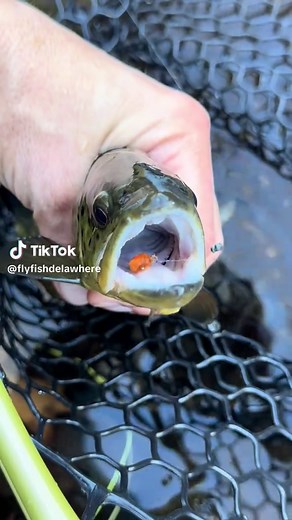 Mastering Egg Patterns for Brown Trout Fishing