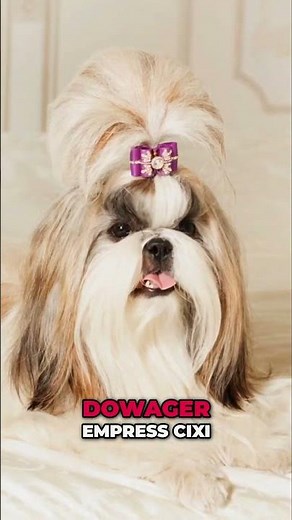 Shih Tzus: The Tiny Dogs Bred for Royalty & Mystery! #shorts