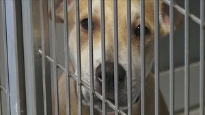 Local Organizations Team Up To Help Pets Affected By Domestic Violence