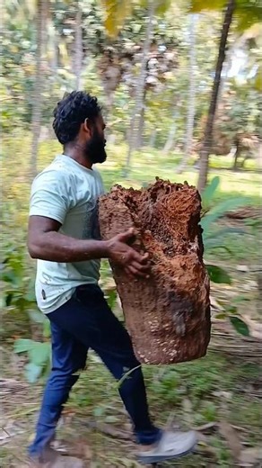 VILLAGE HONEYBEE HUNTING🐝🐝🐝🐝 #honey#shortsfeed#pure#india#bees#millionviews#trending#shorts#original