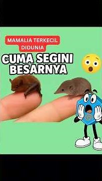 🦇🐭 Siapa Mamalia Terkecil di Dunia? Kelelawar Lebah vs Celurut Kerdil. Tanya Ziqo Yuk