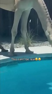 You Won't Believe Who Crashed This Pool Party! 🐫 (AI) | Creative Panda