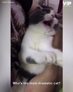 12 reactions | Watch these over dramatic cats !! Which one is the...