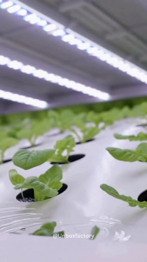 567K views · 14K reactions | China Built a 1000-Acre Vertical Farming...