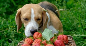Strawberries Are a Healthy, Sweet Treat for Your Dog