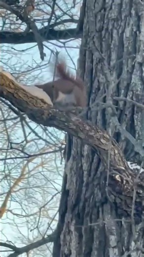 Echoes of the Oak: A Winter Sentinel