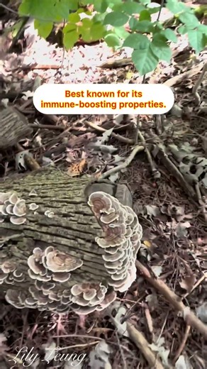 Turkey tail mushroom
