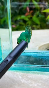 128K views · 3.4K reactions | Alien green eyes❗❗ | Betta Fish Lovers Cebu Ph | Facebook