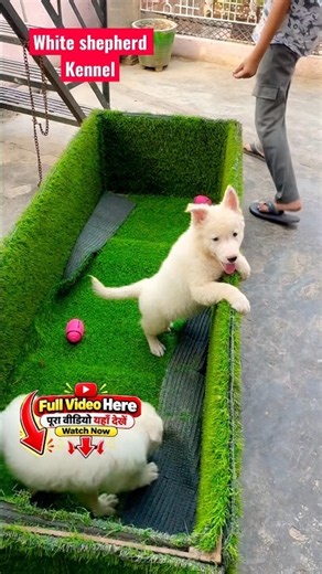 White German shepherd cute #shorts #shepherd #petlover #cute