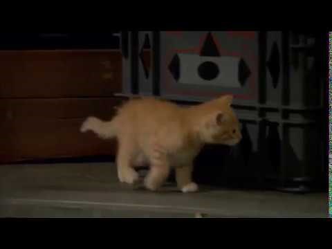 Liv & Maddie - 4x14 - Voice-A-Rooney: Joey & Willow (Joey: She'll be known as Stacey)