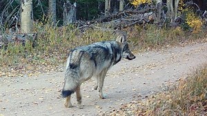 Reintroduced wolves split into 3 new packs around Colorado