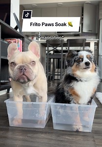 Epsom Salt Soak for Paw Care: Treat Your Dogs Right