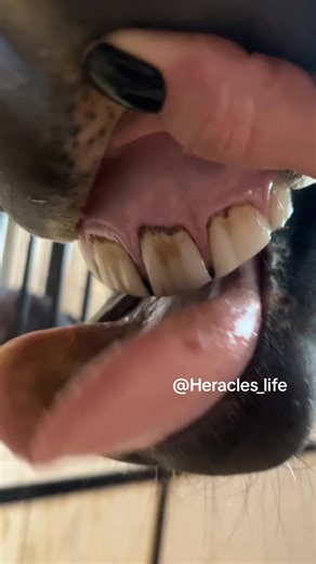 Understanding Horse Dental Health: A Close-Up Guide