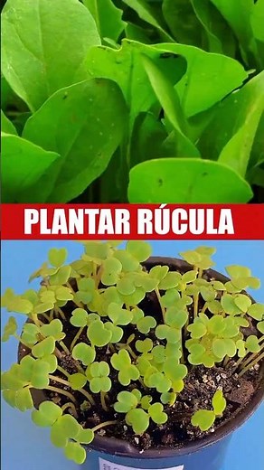 How to Plant Arugula in a Pot: Harvest at Home in 20 Days! 🌿 #homegarden
