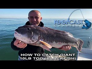 Fishing for Huge Blackfish 10lb tautog