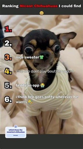 Ranking the Nicest Chihuahuas I Could Find 🌸 #ranking #funny #funnyanimals #besties