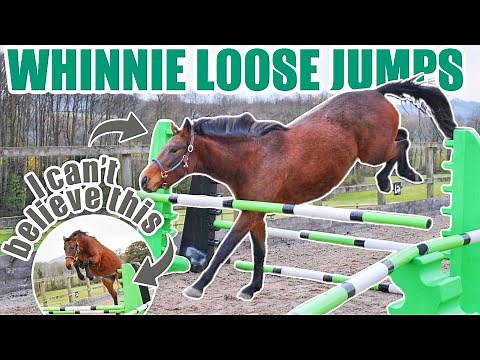 AS IF MY HOMEBRED HORSE LOOSE JUMPED LIKE THIS ~ Whinnie's first time freejumping|Equestrian Vlogmas
