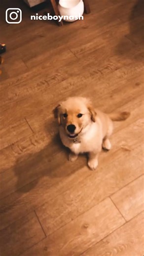 7.3K views · 307 reactions | Academy award for most dramatic doggo goes to.... ME  | Dog Spirit | Facebook