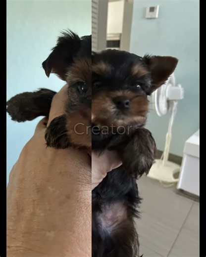 Tiny Yorkie Puppy with a Big Personality! 🐾 | Male Yorkshire Terrier
