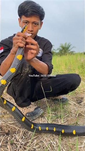The beautiful and venomous Sumatran striped cat #wildliferescue #shortvideo