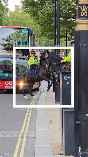 Absolute Composure! 🤩 Met Police Officer Masterfully Calms Spooked Horse Near Traffic ​ An incredible display of horsemanship filmed today outside Horse Guards! When this Met Police horse got spooked by the busy Whitehall traffic and a passing double-decker bus, the mounted officer reacted instantly with calmness and expertise. ​The ability of the Met Police Mounted Branch to control her horse in high-stress, unpredictable urban environments is truly world-class and essential for public safety.