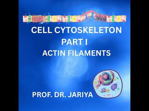 CELL CYTOSKELETON MICROFILAMENTS