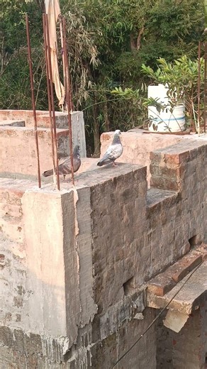 kendrapara highflying pegion