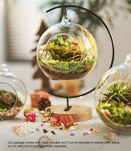 Hanging Glass Terrarium Kit: DIY Moss Garden, Complete Set - Etsy