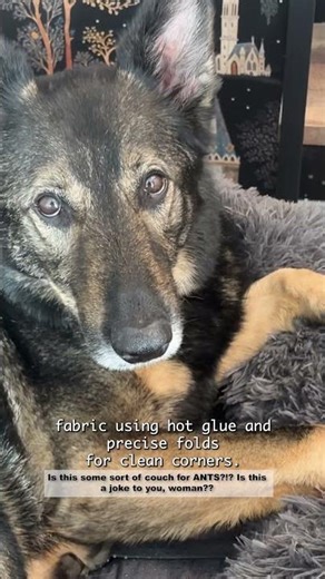 I Built a Cat Cafe Book Nook (My Dog Bandit is NOT Happy!): Part 2