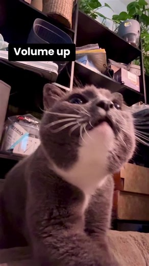 POV: Gibbs turns on the motor, fires up the biscuit factory, and steals your heart 😽🖤 purrs at max volume #greytuxedocat #cutecat #purr #fyp #TikTokCreatorSearchInsightsIncentive