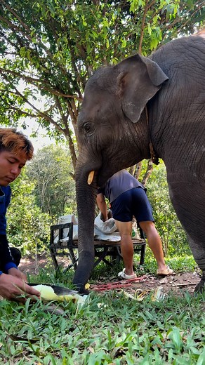 Bank Mahout on Reels