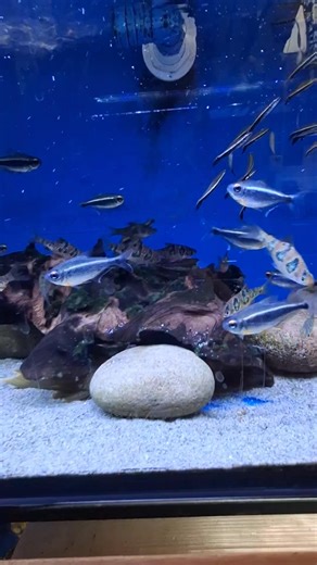 The Xingu Black Neon Tetra 'Moenkhausia heikoi' is a very striking, rarely seen species of Tetra from Brazil. This is quite a fiery species and should be kept as a group in a large aquarium with peaceful but robust tankmates. The growth rate on these is one of the fastest I have seen for any tetra; they have only been with us a few weeks and have quadrupled in size already. These are a considered purchase, but for the rare characin enthusiast represent a real treat. | Maidenhead Aquatics at Wilt