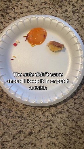 Ant Cafe Update: Indoor or Outdoor? Filtered Comments Tomorrow!