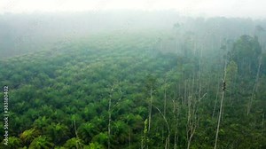 Aerial drone view of a new palm oil plantation in Borneo (Kalimantan) in Indonesia. Deforestation in Indonesia occur often where mostly palm trees replace the remaining jungle.