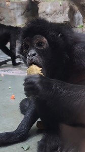 POV: Snack break with the spider monkeys 🥕 | John Ball Zoo