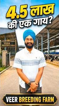 4.5 लाख की एक गाय? Veer breeding farm Punjab । Making new shed for hf cows। High genetics breed