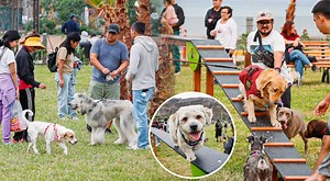 Magdalena del Mar: inauguran el primer parque canino del Perú con juegos para las mascotas las 24 horas