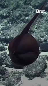 3.8M views · 7.1K reactions | This deep-sea creature inflating itself like a balloon caught a team of scientists by surprise. | Brut nature | Facebook