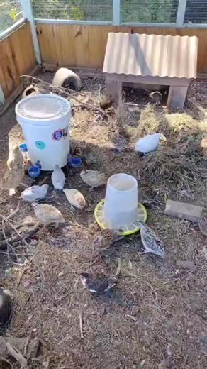 We love to hear those happy #quail sounds! The quail stay active in their aviary. Blue Coop Boutique NC | Blue Coop Boutique NC